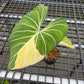 Philodendron Gloriosum Variegated Albo Type 1 - Exact Plant (P059)