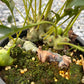Lecanopteris Luzonensis