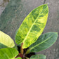 Philodendron Melinonii Variegated Aurea - Short Stem Type - Exact Plant