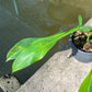 Philodendron Joepii Variegated - Exact Plant (P040)