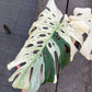 Monstera Deliciosa White Tear - Large Form Mint - Large Size - Exact Plant (M045)