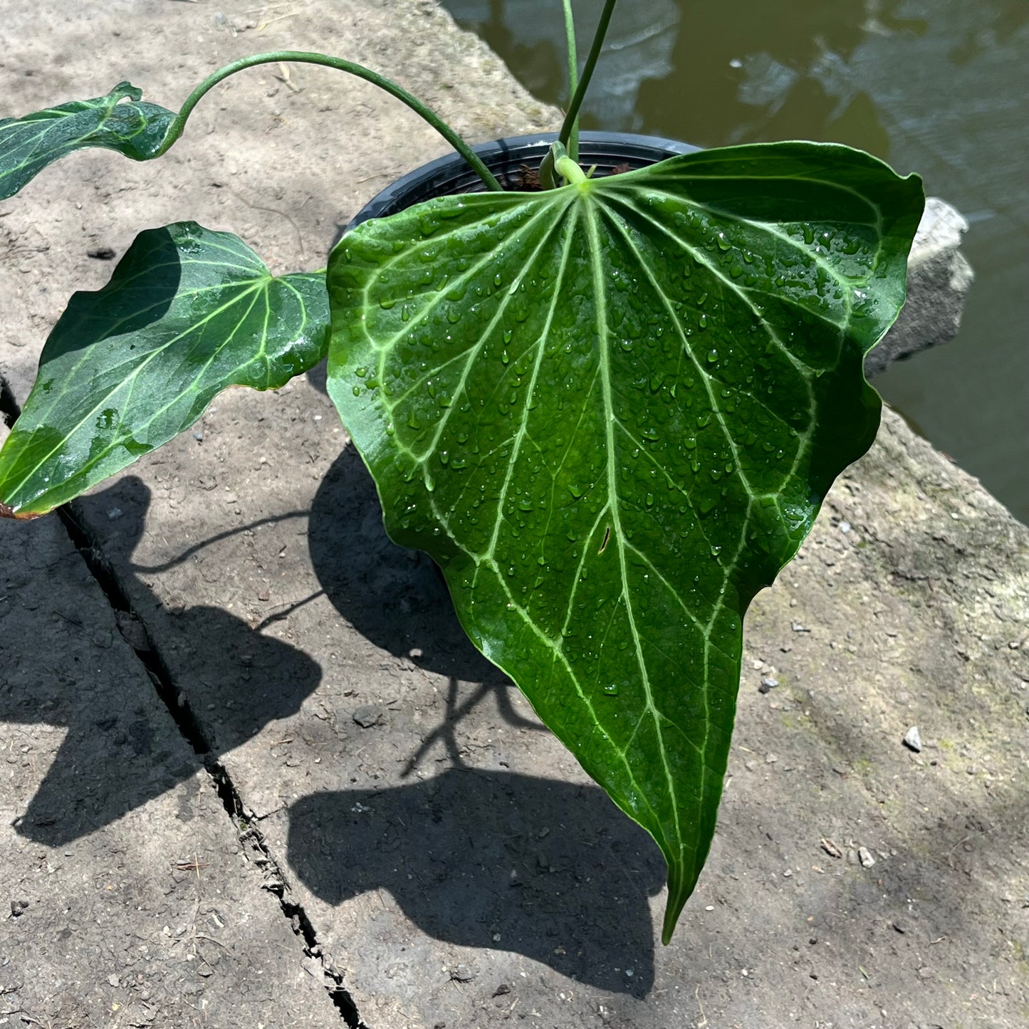 Anthurium Delta Force - Flowering Size - Large - Exact Plant (A026)