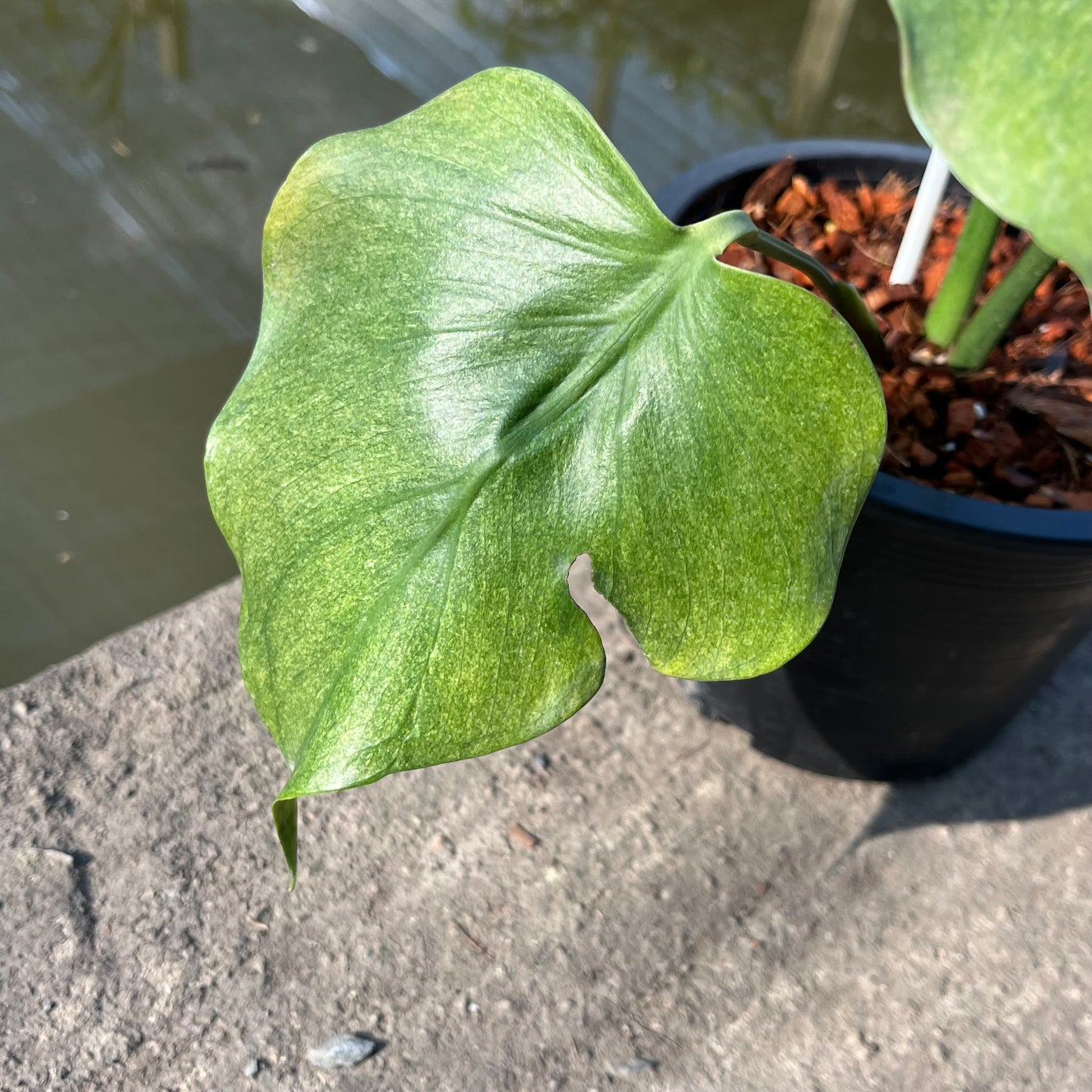 Monstera Jade Goblin - Exact Plant (M044)