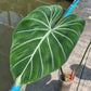 Philodendron Gloriosum Variegated Albo Type1 Rooted - Top Cutting - Exact Plant (P054)