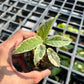 Ficus SPP. Variegated - Exotic - Climber