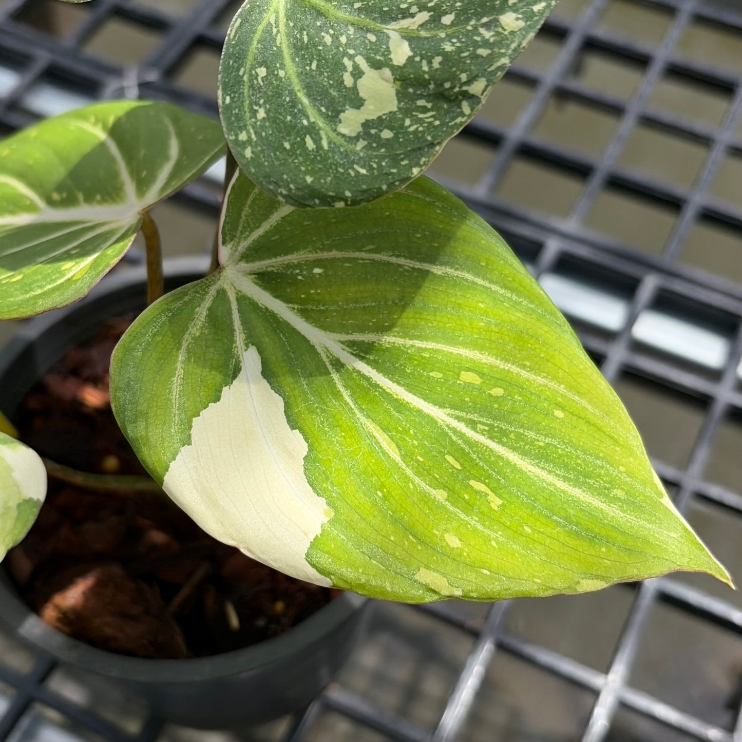 Philodendron Gloriosum Tricolor - Exact Plant (P065)