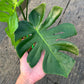 Monstera Deliciosa LionFish - Exact Plant (M046)