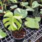 Monstera Thai Constellation - Medium Size