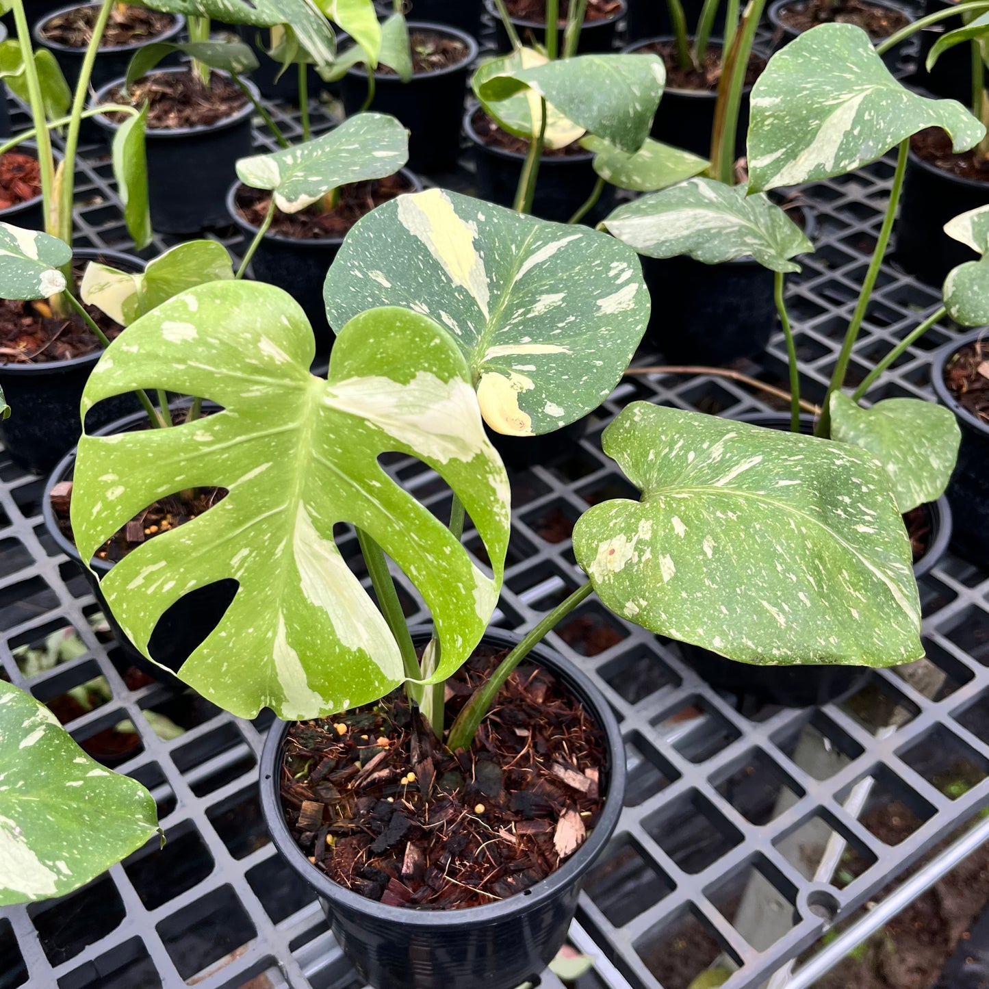 Monstera Thai Constellation - Medium Size