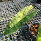 Philodendron Billietiae Variegated- Exact Plant (P026)