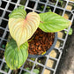 Philodendron Mamei Variegated - Exact Plant (P033)
