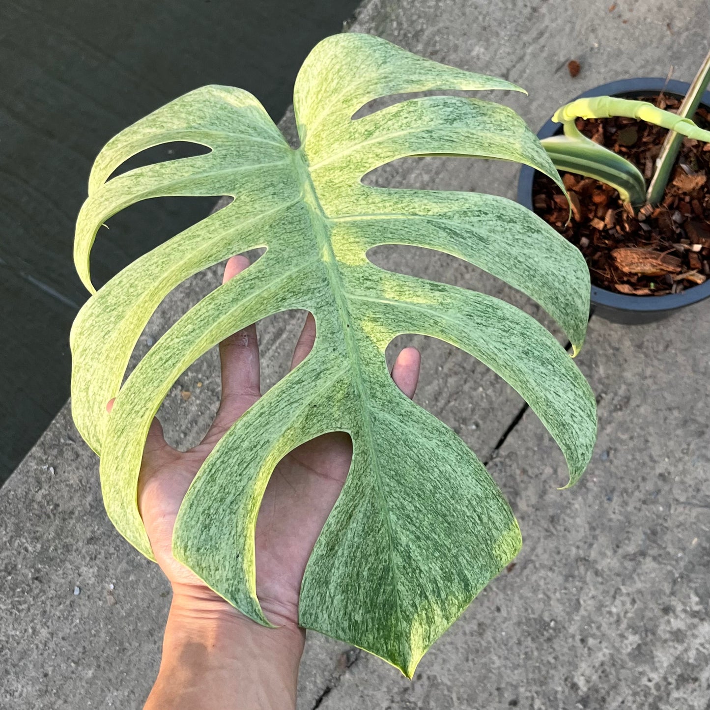 Monstera Borsigiana Mint ‘Jungle’ XL - Exact Plant (M039)