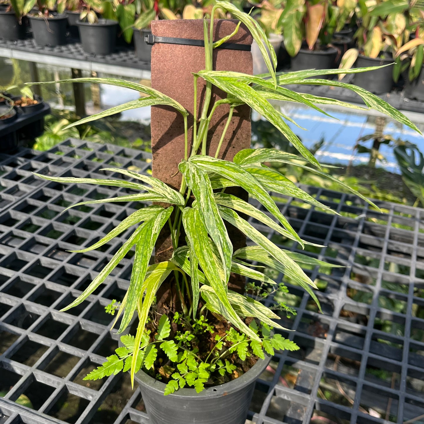 Amydrium Zippelianum Variegated