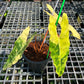Philodendron Billietiae Variegated - Exact Plant (P025)