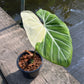 Philodendron Gloriosum Variegated Albo Type1 - Exact Plant (P051)
