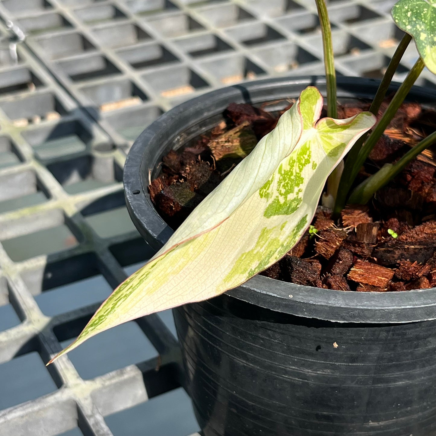 Philodendron Gloriosum Variegated Tricolor - Exact Plant (P043)
