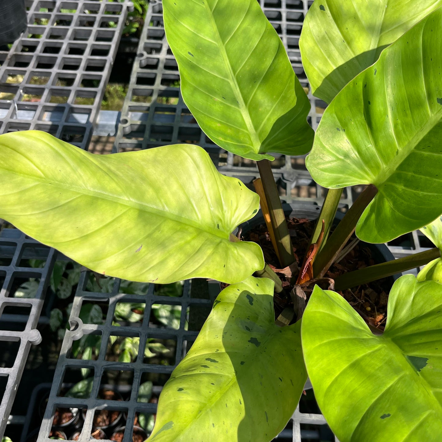 Philodendron Melinonii - Ruay Sup Marble - Exact Plant (P027)