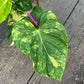 Philodendron Pastazanum Variegated - Exact Plant (P047)