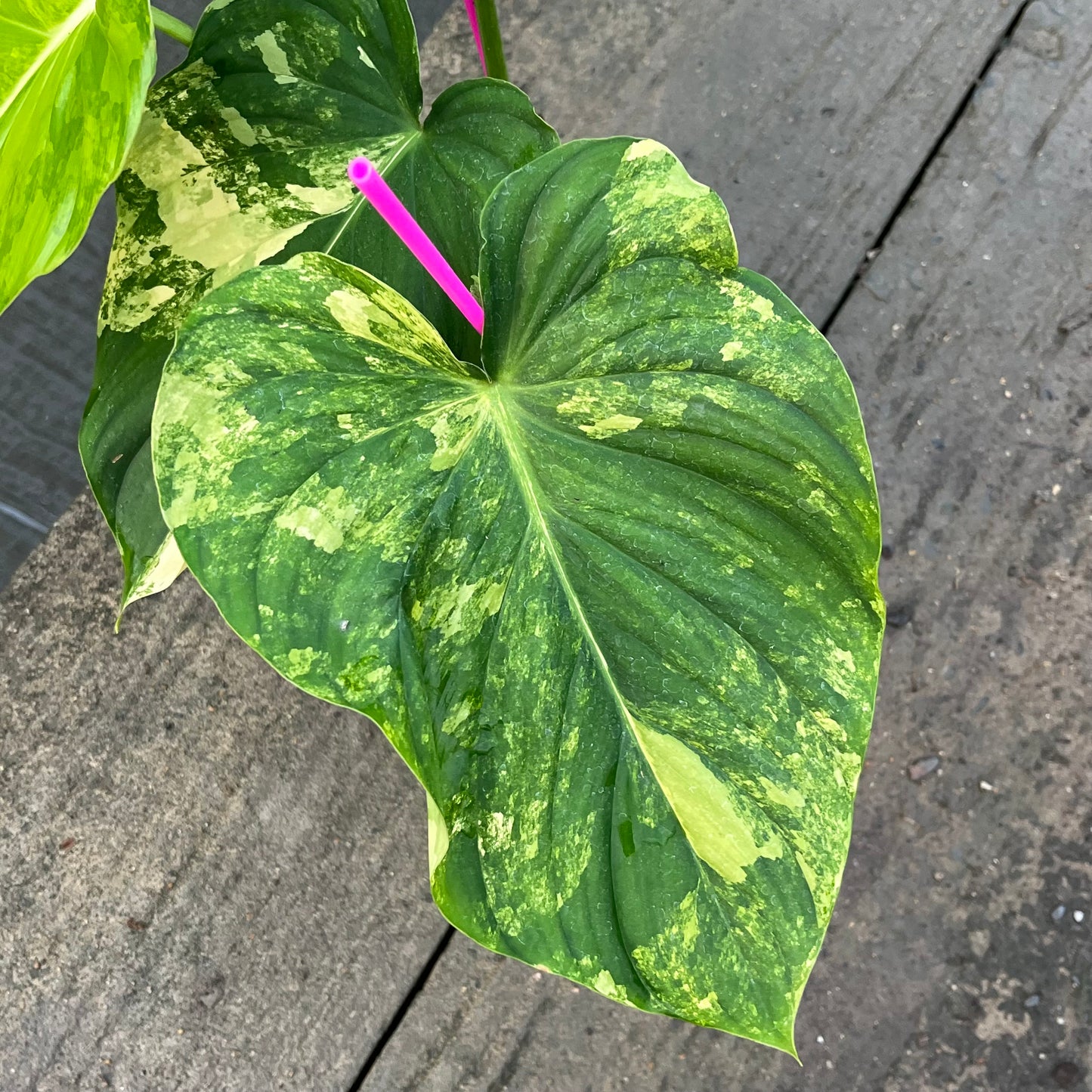 Philodendron Pastazanum Variegated - Exact Plant (P047)