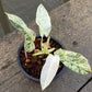 Philodendron Emerald Ice - Exact Plant (P048)