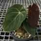 Anthurium Hoffmanii Red Sinus ‘Blood Moon’ - Exact Plant - Australian Hybrid