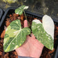 Philodendron Gloriosum Variegated Tricolor - Exact Plant