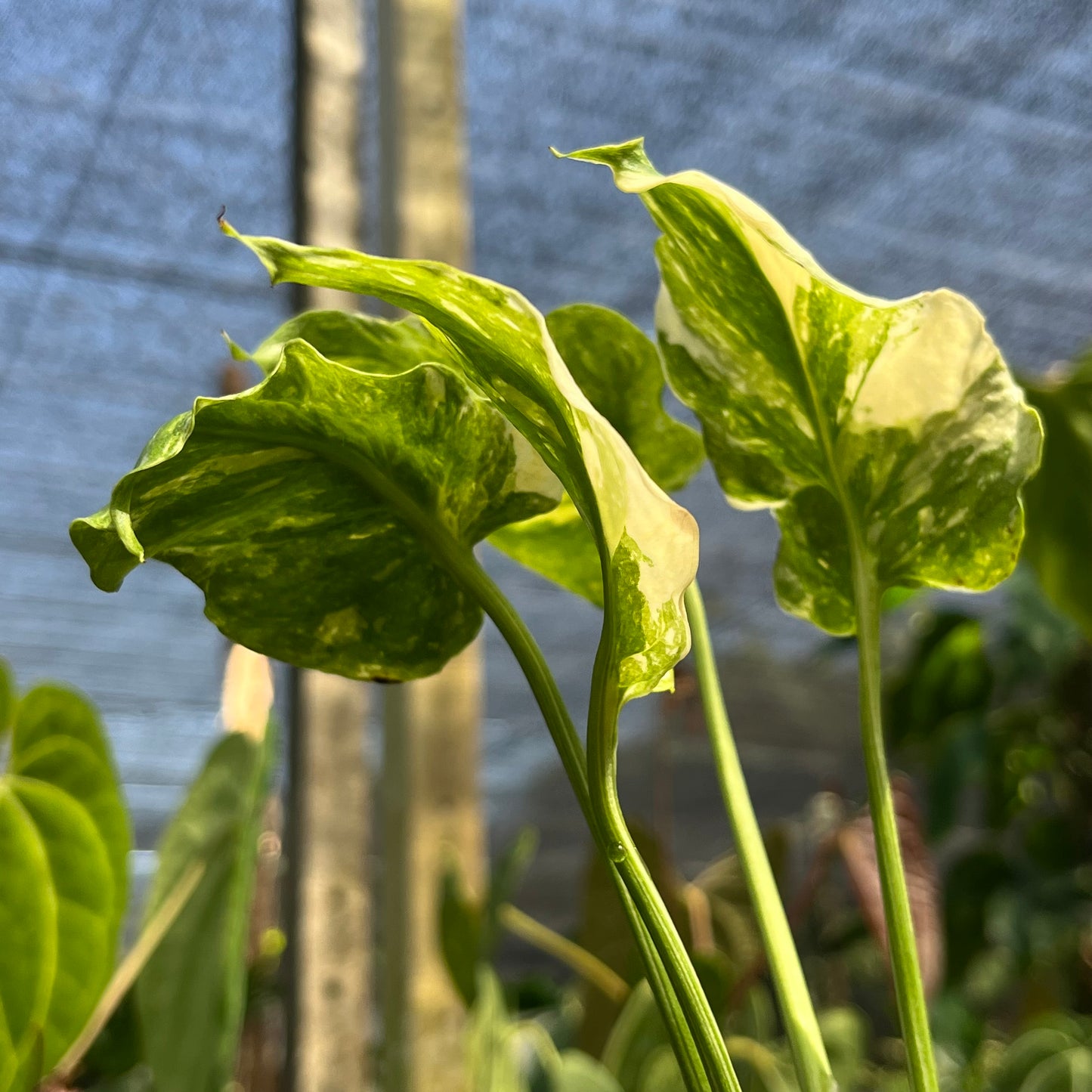 Monstera Deliciosa Tricolor Mutation - Zombie leaves - Exact Plant (M041)