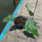 Anthurium Delta Force - Flowering Size - Large - Exact Plant (A026)