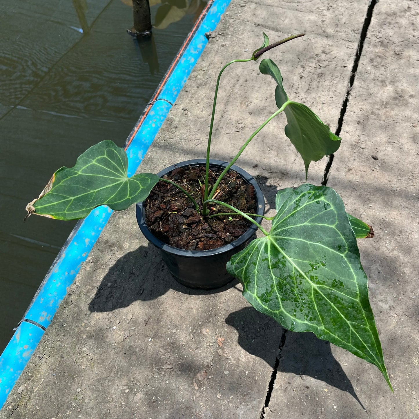 Anthurium Delta Force - Flowering Size - Large - Exact Plant (A026)