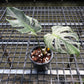 Monstera Deliciosa Devil Monster - Exact Plant (M057)