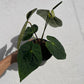 Anthurium Black Cherry F2 - Exact Plant - Australian Hybrid - Flowering Size