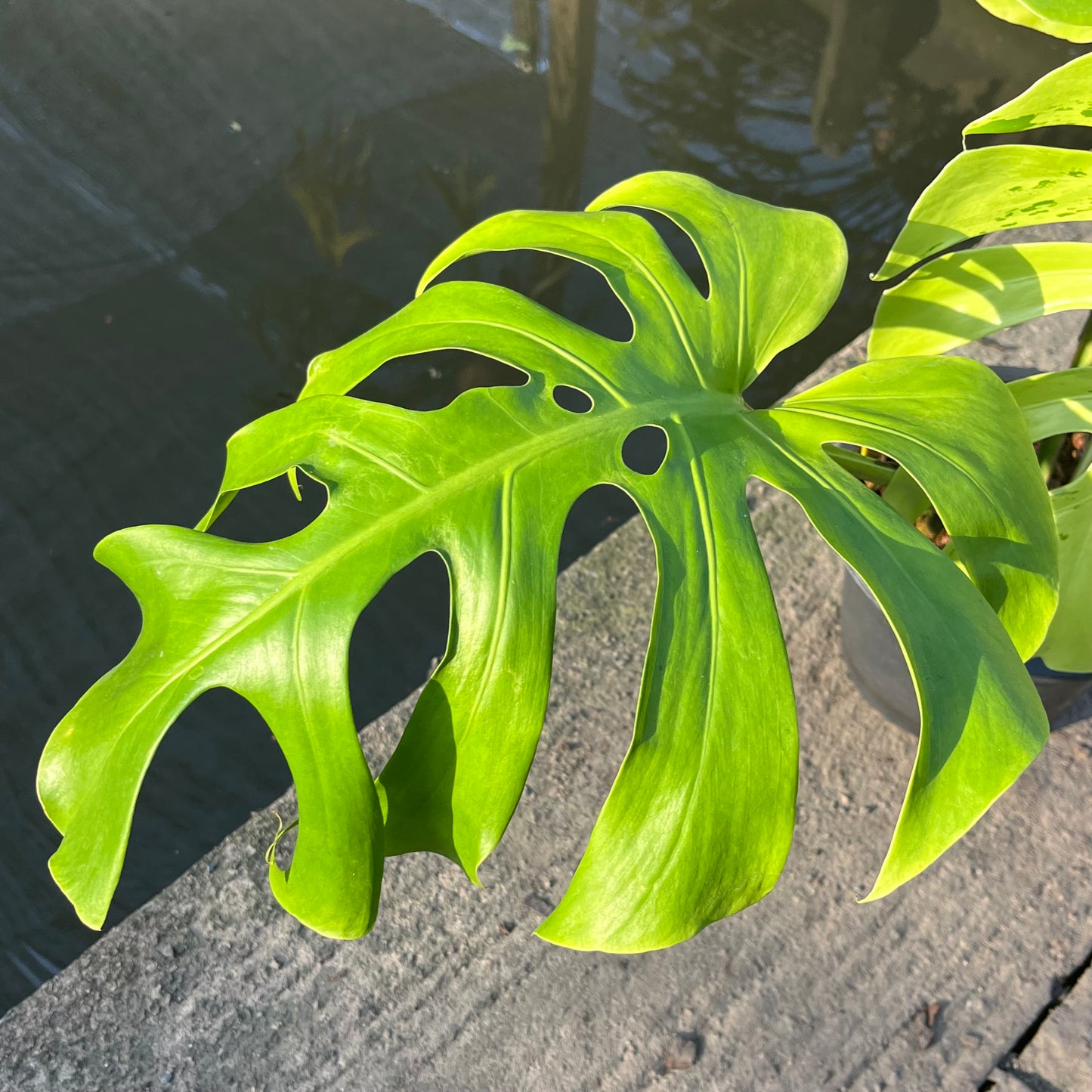 Monstera Light Lime - Exact Plant (M036)