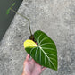 Philodendron Gloriosum Variegated Albo Type1 Rooted - Top Cutting - Exact Plant (P053)