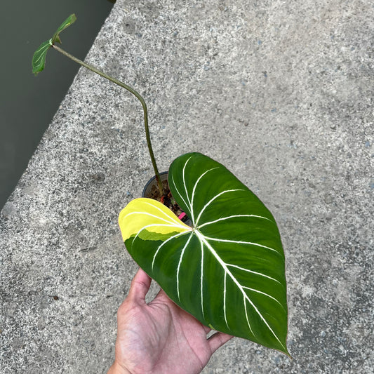 Philodendron Gloriosum Variegated Albo Type1 Rooted - Top Cutting - Exact Plant (P053)
