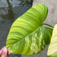 Philodendron Nangaritense Variegated - Fuzzy Petiole- Exact Plant (P032)