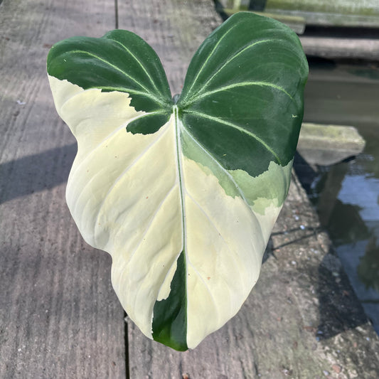 Philodendron Gloriosum Variegated Type 1 - Exact Plant - Mid Cut