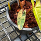 Philodendron Billietiae Variegated - Exact Plant (P067)