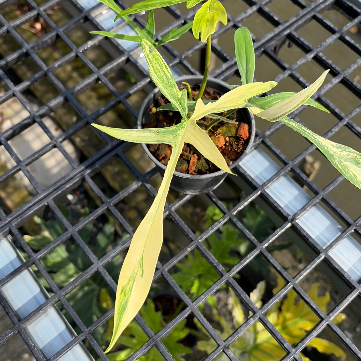 Philodendron Florida Beauty x Philodendron Polypodioides - Exact Plant (P062)