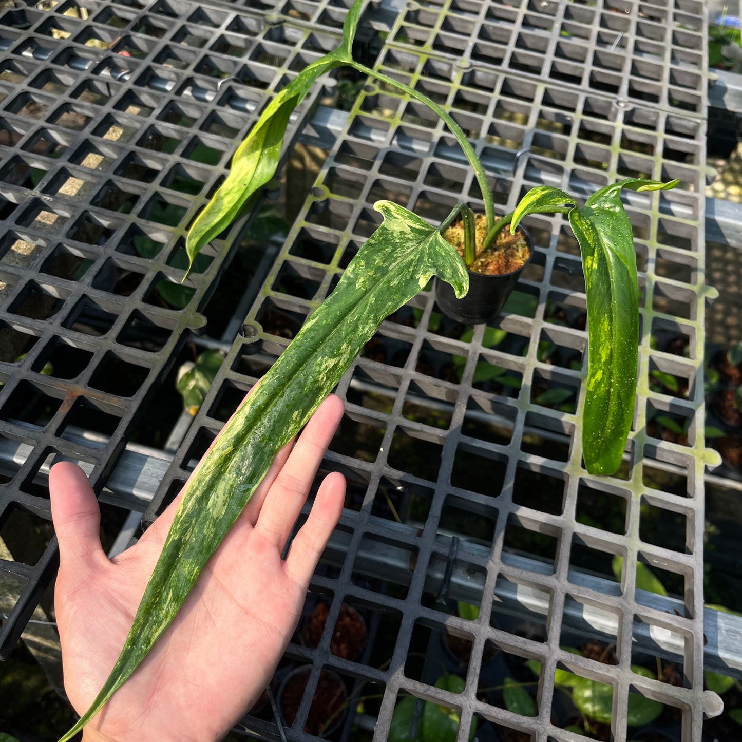 Philodendron Holtonianum Variegated - Exact Plant
