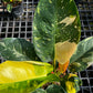 Philodendron Green Congo Nuclear