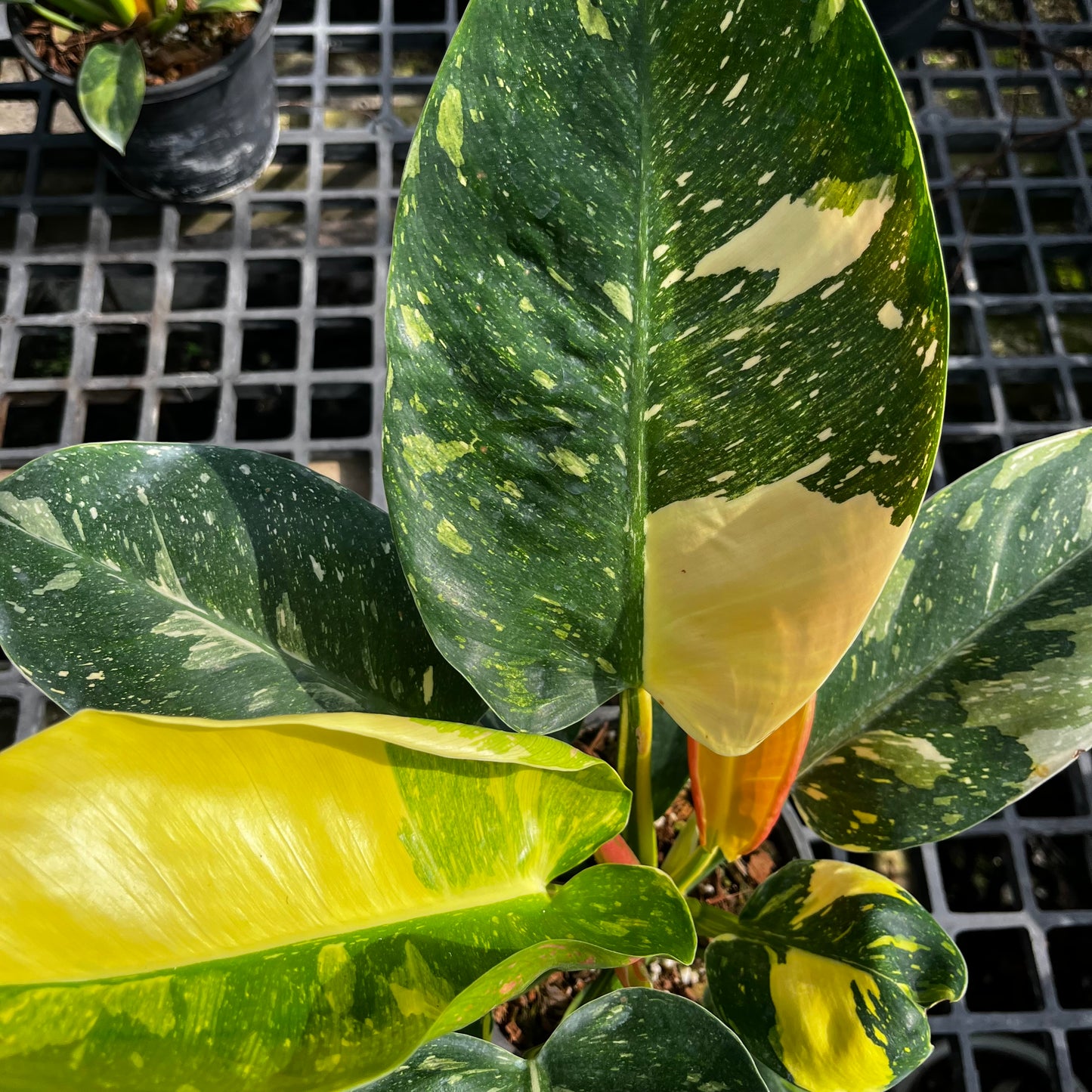 Philodendron Green Congo Nuclear