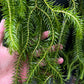 Huperzia Squarrosa Ex. Thailand
