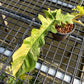 Philodendron Florida Beauty x Bob Cee variegated - Exact Plant (P057)