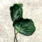 Alocasia Teletubbies