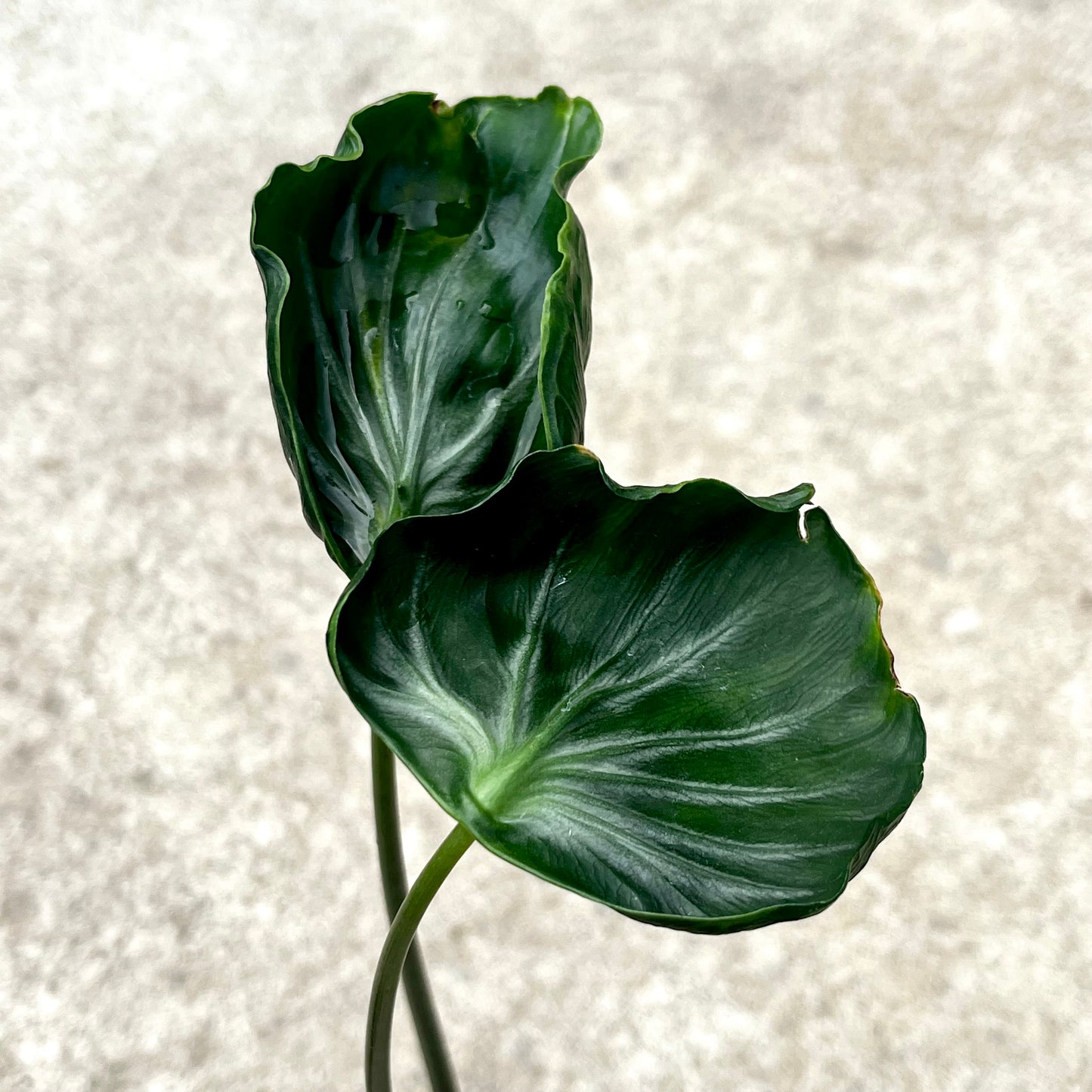 Alocasia Teletubbies