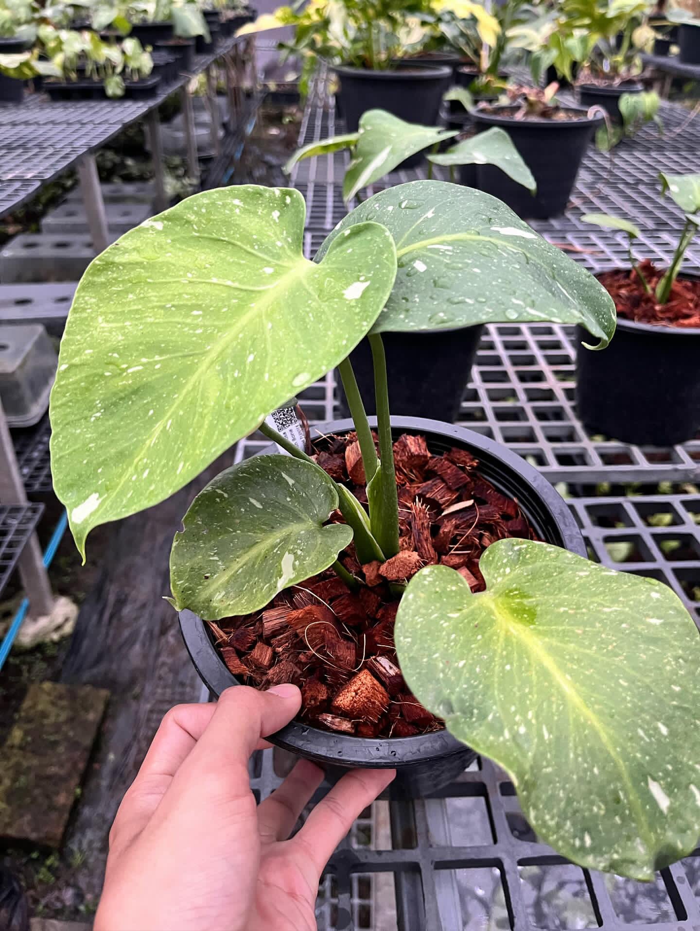 Monstera Deliciosa Fish Bone
