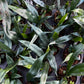Microsorum Thailandicum - Blue Oil Fern