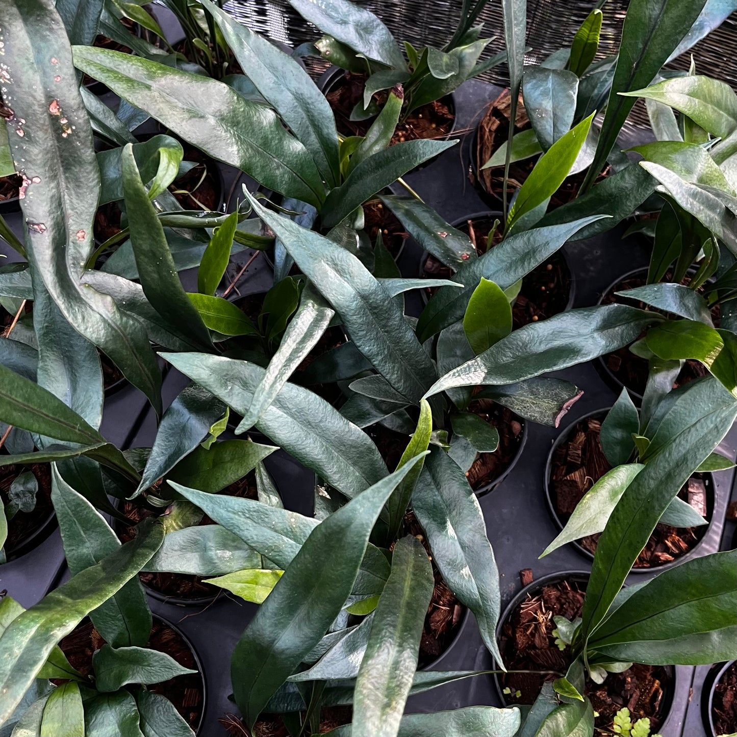 Microsorum Thailandicum - Blue Oil Fern