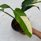 Epipremnum Giganteum White Pearl - Exact Plant
