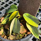 Philodendron Gigas Variegated - Exact Plant (P036)